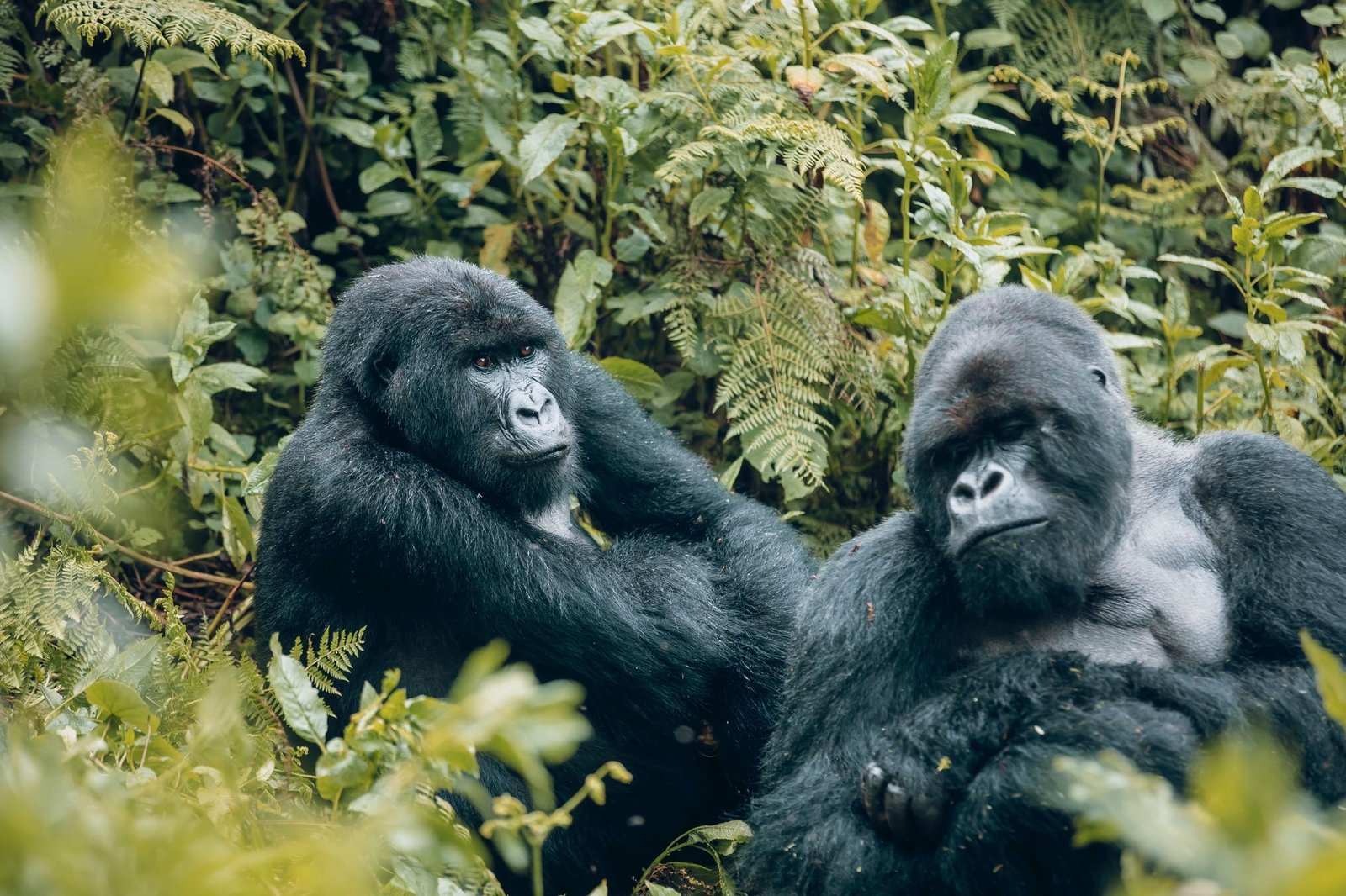 Two mountain gorillas in the forest