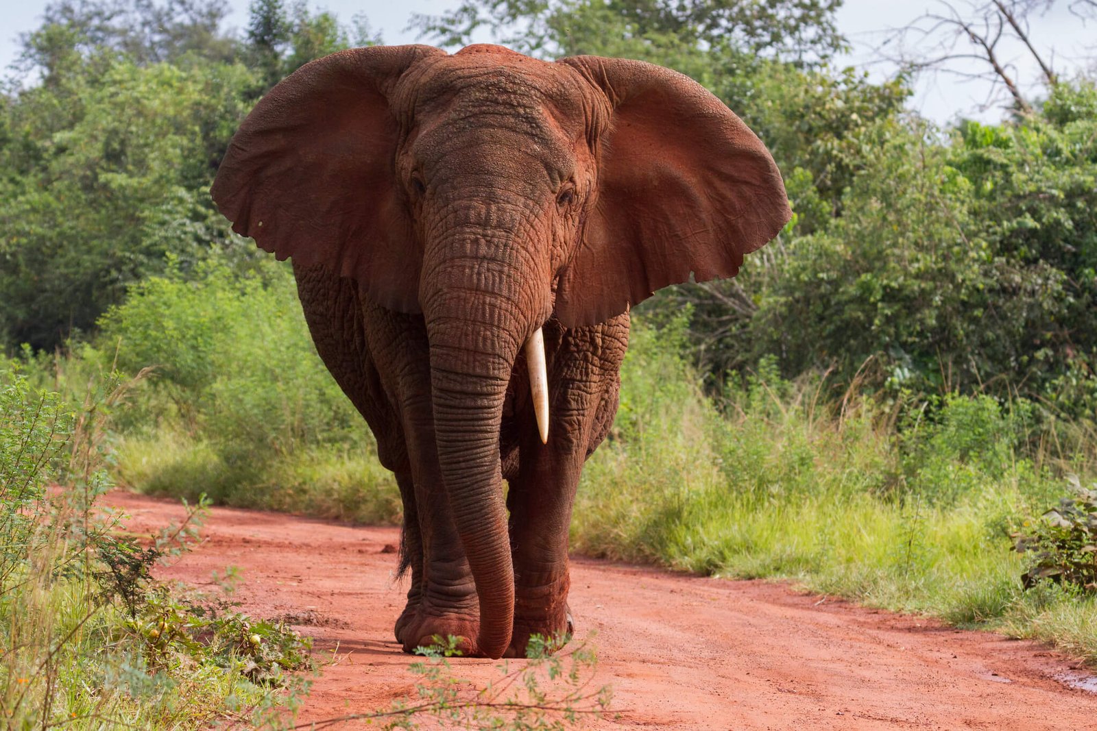 Elephant walking along a red dirt track