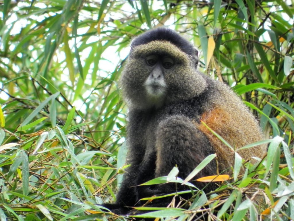 Golden monkey sitting in bamboo