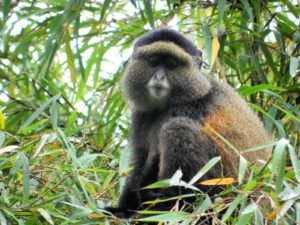 Golden monkey sitting in bamboo