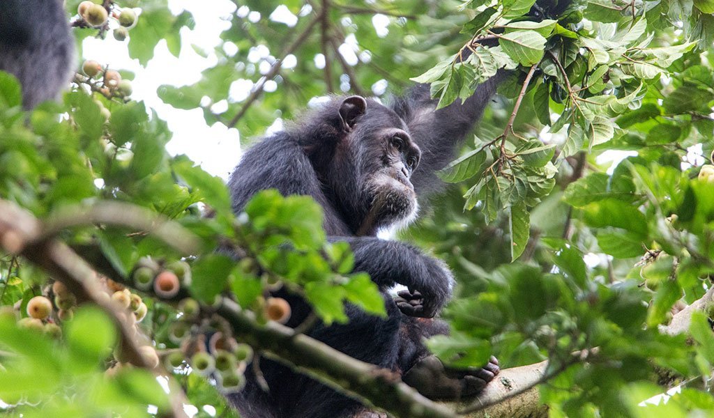 Chimpanzee feeding in a forest fig tree