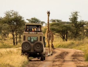 Safari vehicle stopped beside a giraffe on a game drive