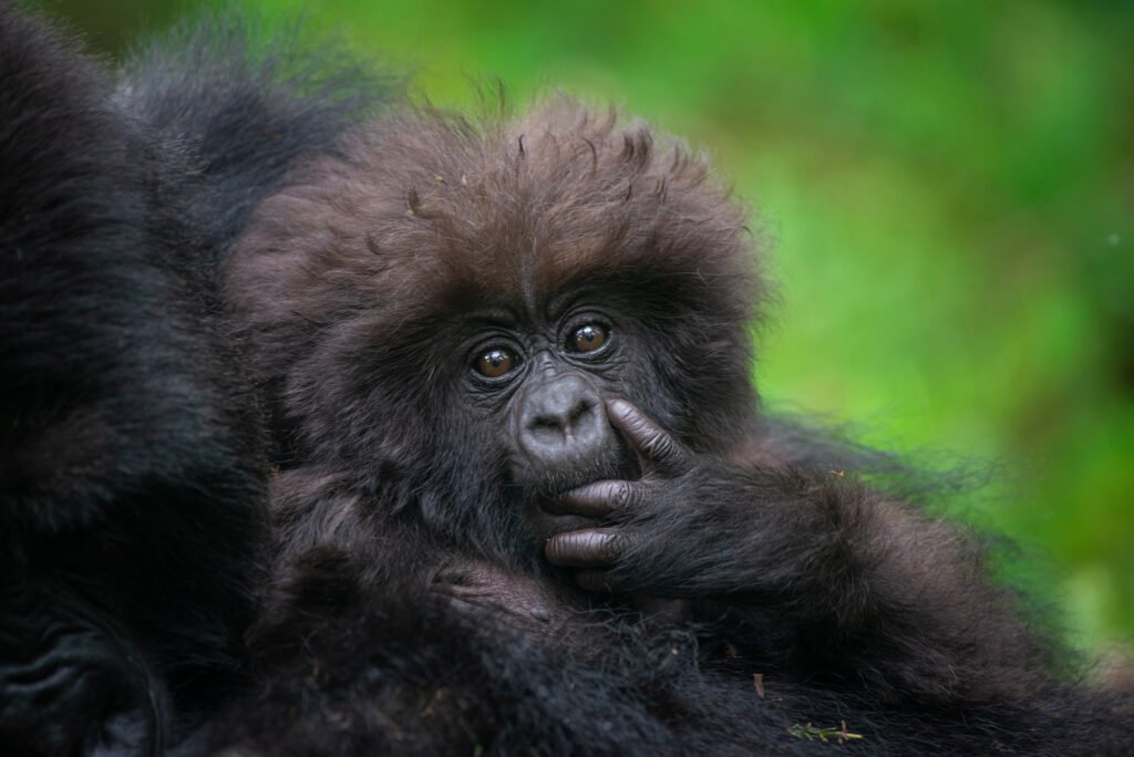 Baby mountain gorilla in Volcanoes National Park