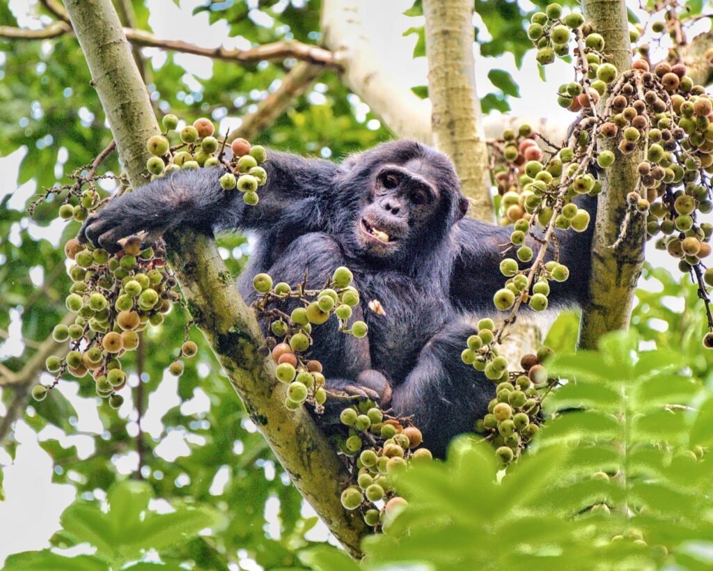 CHIMPANZEE IN NYUNGWE