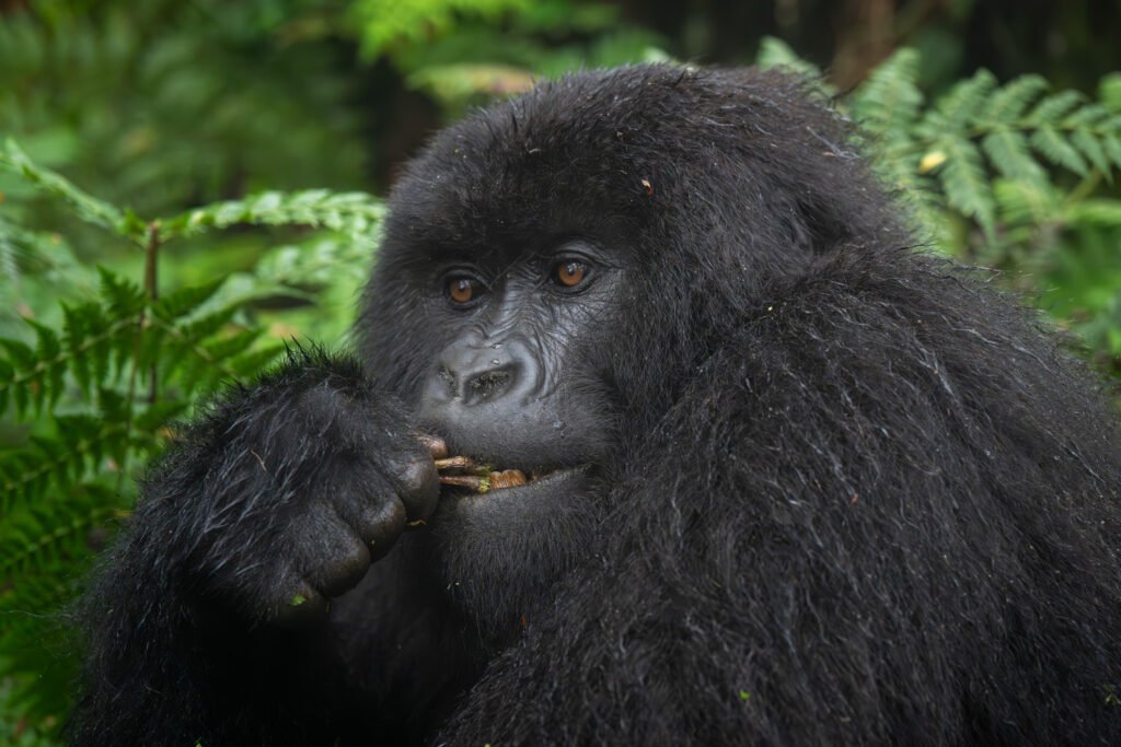 Close-up of a mountain gorilla in Volcanoes National Park