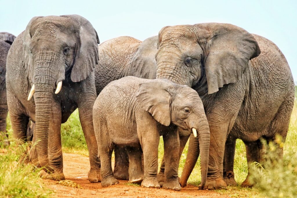 Elephant family with a calf in Akagera National Park