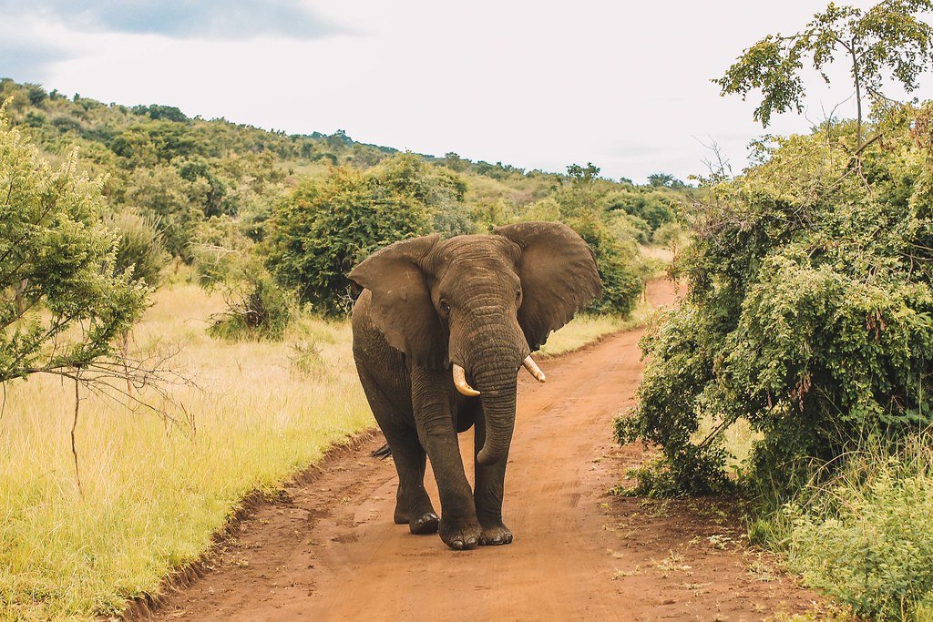 Elephant walking along a red dirt track in Akagera