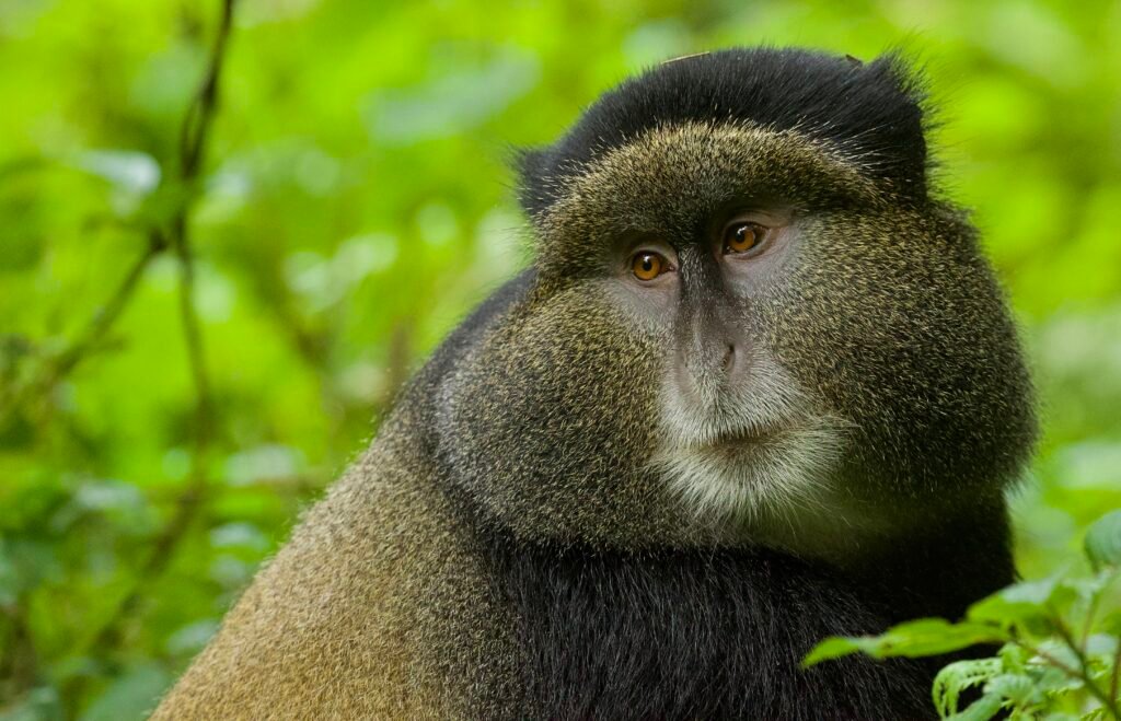 GOLDEN MONKEY IN VOLCANOES NP