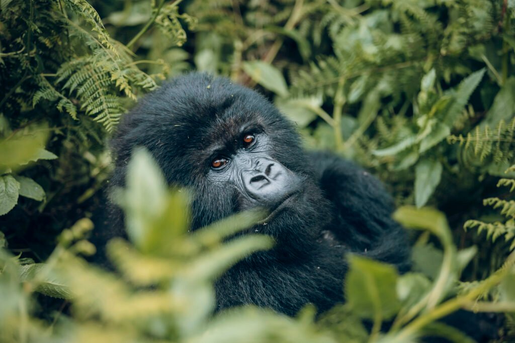 Silverback mountain gorilla resting in Volcanoes National Park