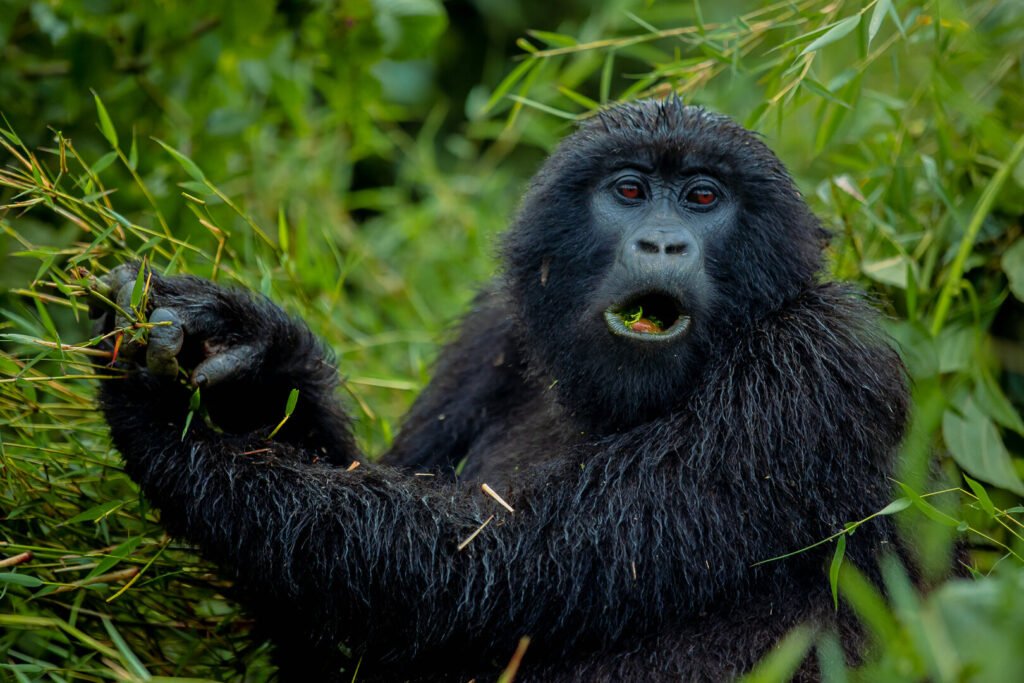 GORILLA eating
