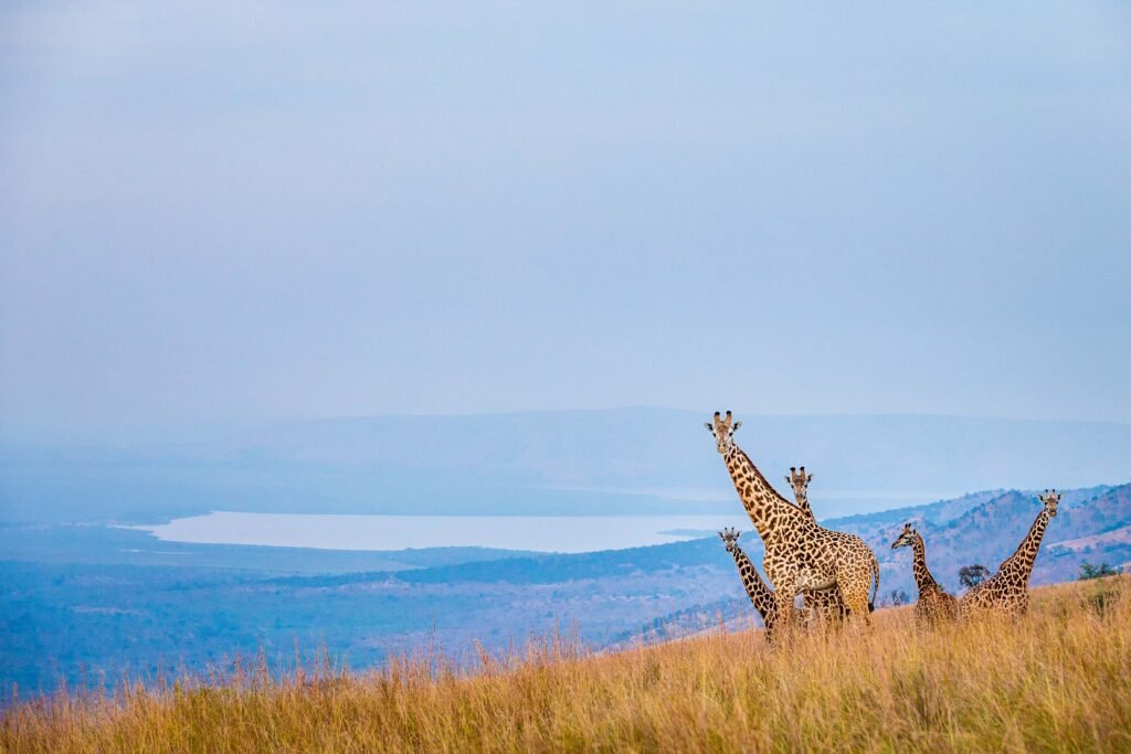 Giraffe with the hills of Akagera behind