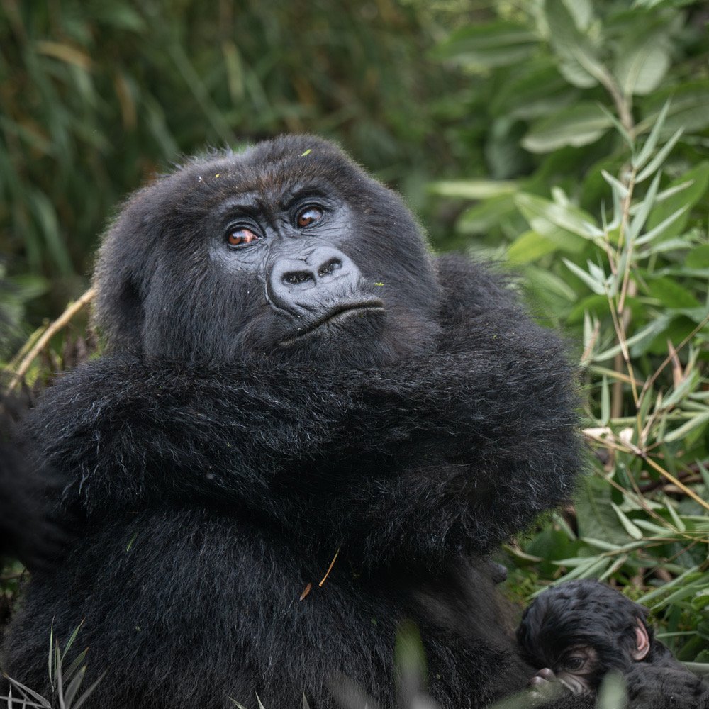 Gorilla Potrait