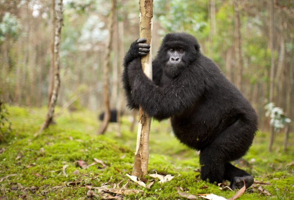 Gorilla Scratching eucalyptus tree