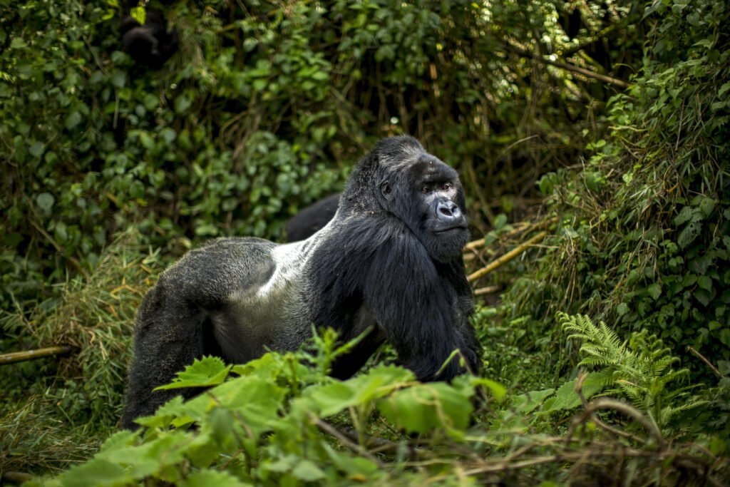 Silverback gorilla in Volcanoes National Park