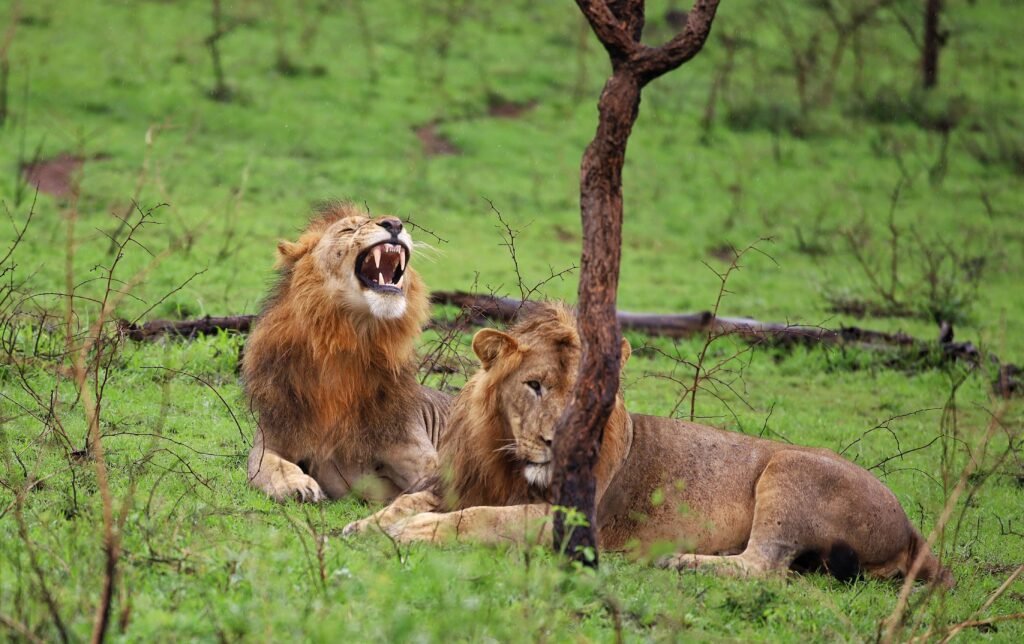 Two lions resting under a tree in Akagera National Park