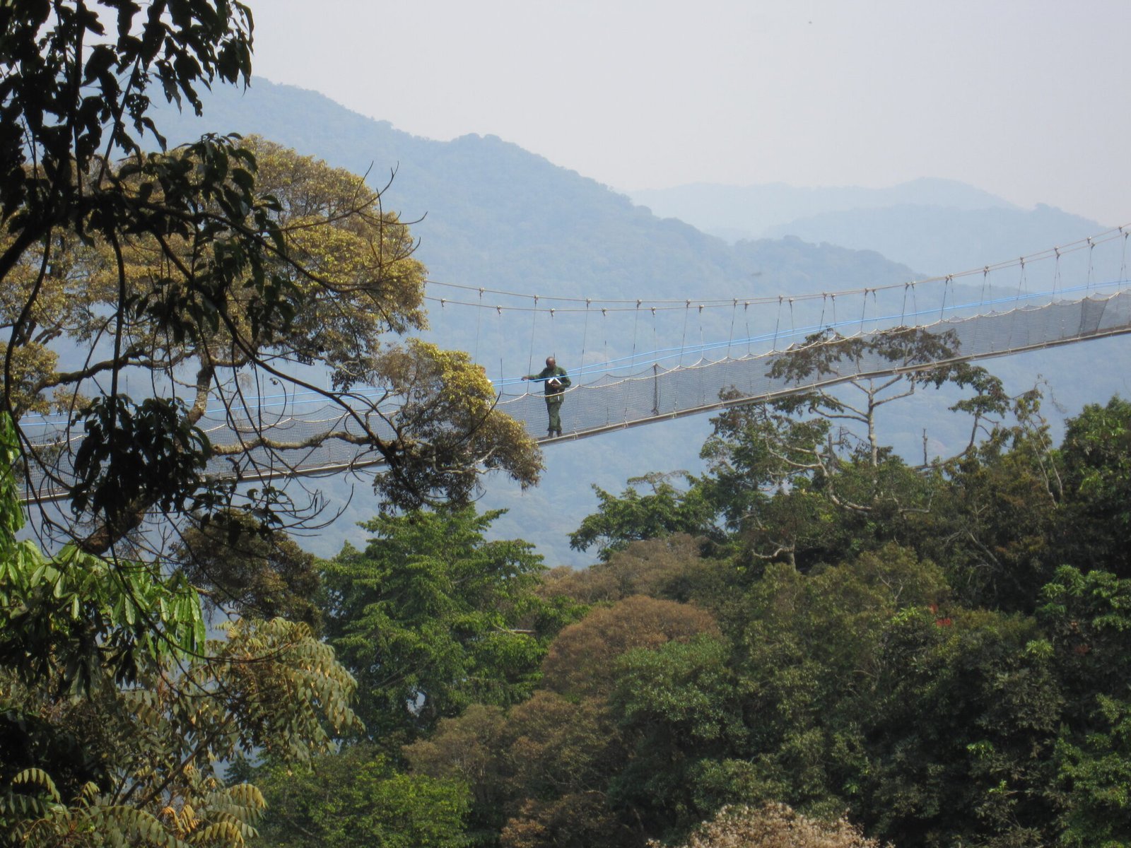 Canopy walkway above the rainforest in Nyungwe National Park