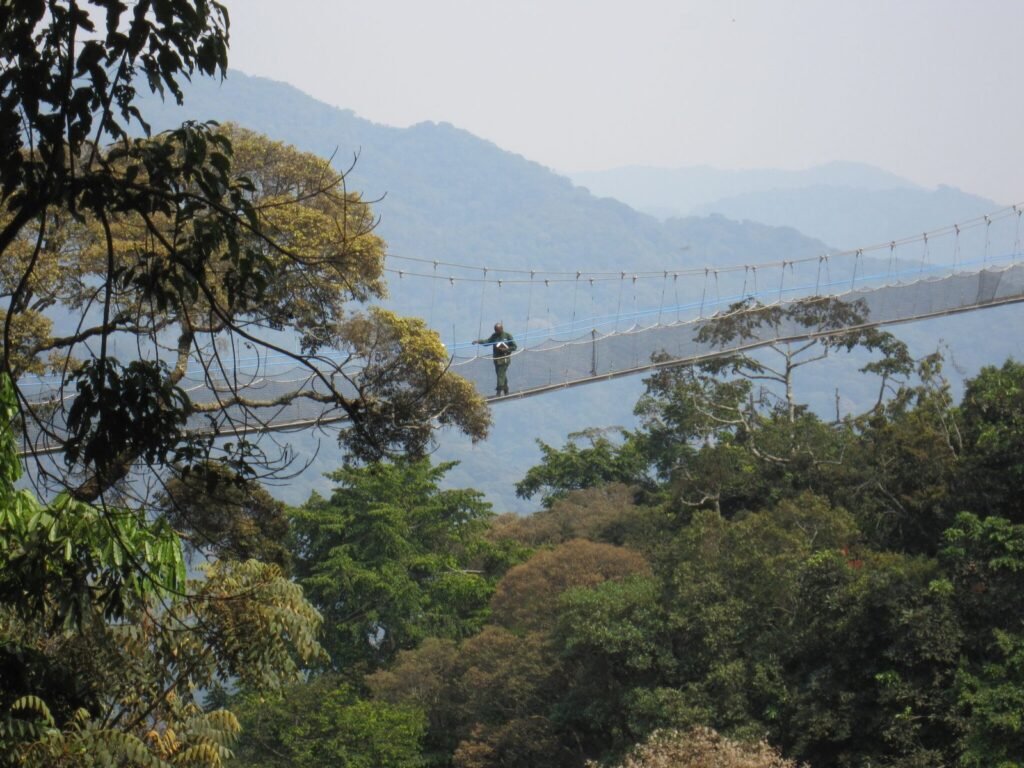 Canopy walkway above the rainforest in Nyungwe National Park