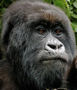 Close-up of a mountain gorilla in the forest