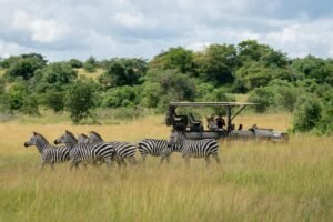 Zebras grazing near a safari vehicle in Akagera National Park